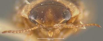 Media type: image;   Entomology 23901 Aspect: head frontal view
